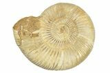 Polished Jurassic Ammonite (Perisphinctes) - Madagascar #248746-1